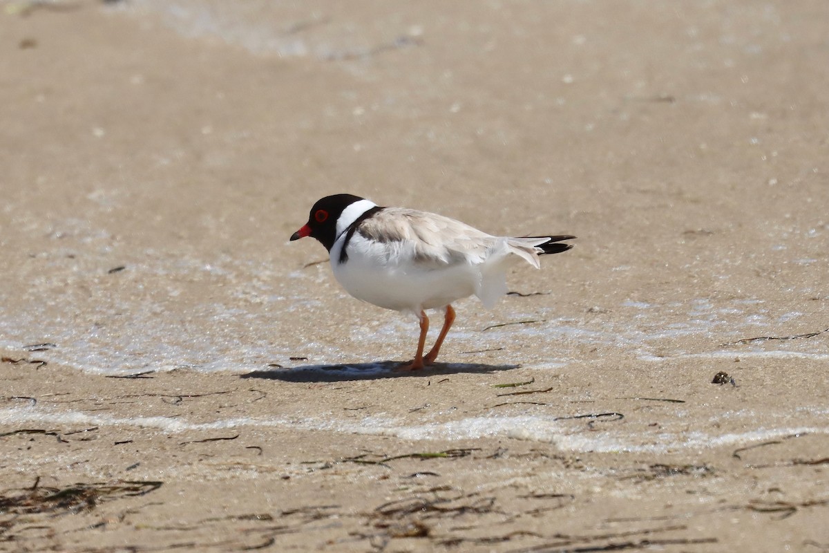 Hooded Plover - ML646889984