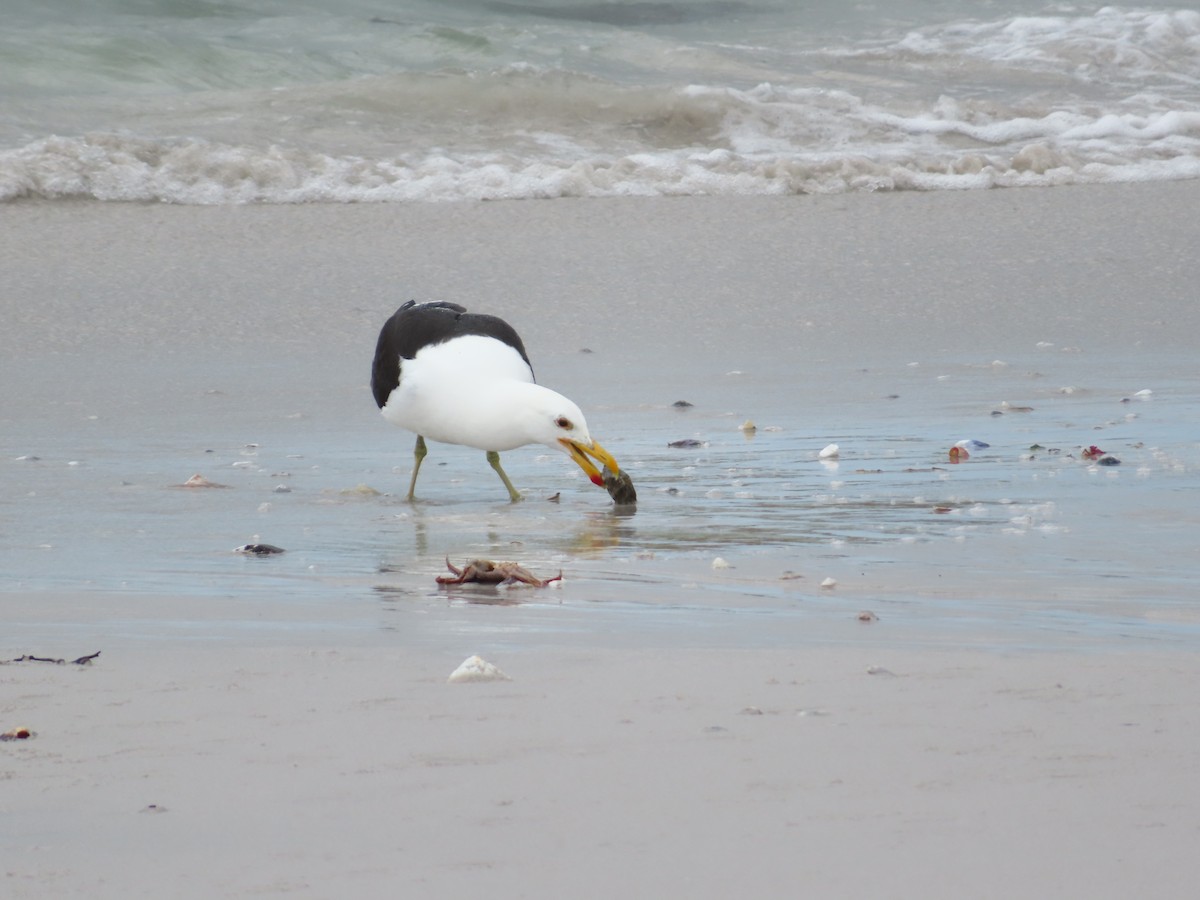 Kelp Gull - ML646889985