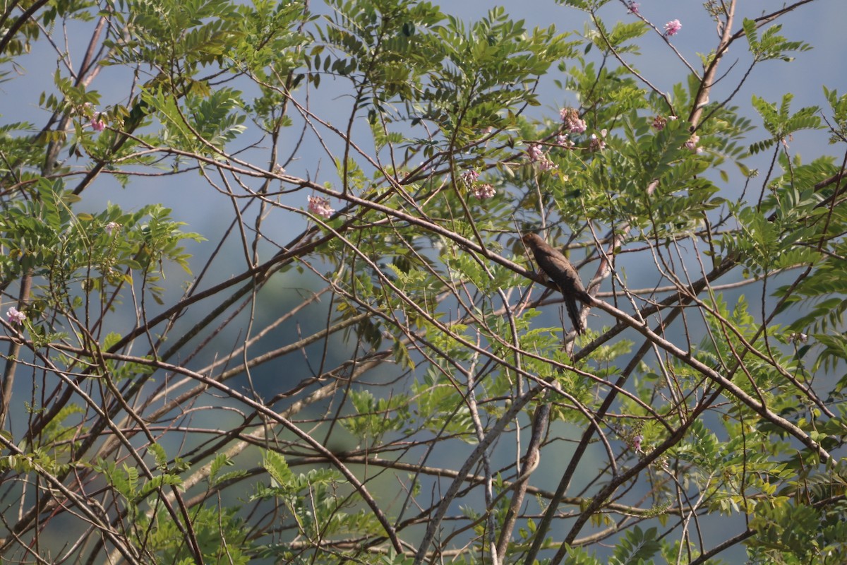 Кукавка мала - ML646889986