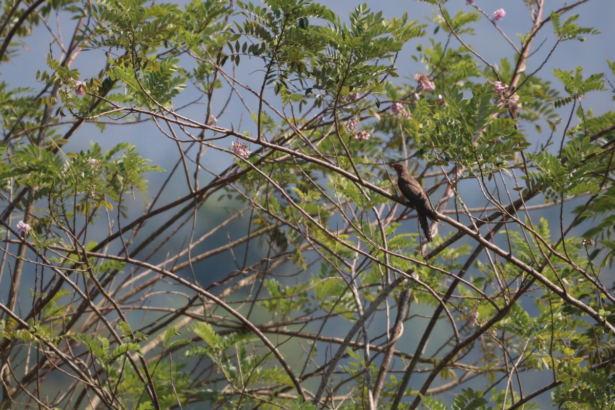 Кукавка мала - ML646889987