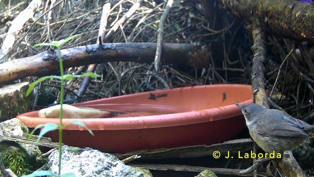 Средиземноморская славка - ML646889988