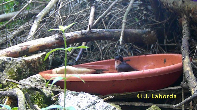 Sardinian Warbler - ML646889990