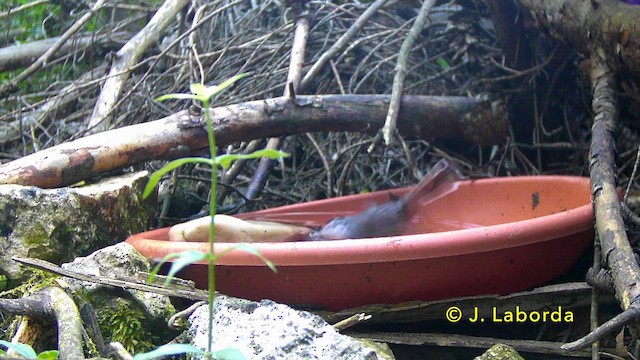 Sardinian Warbler - ML646889991