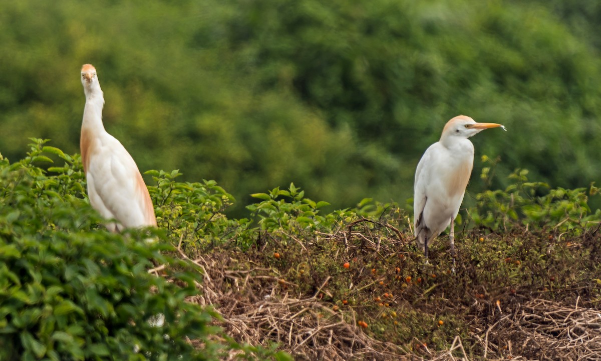 Western Cattle-Egret - ML646889992