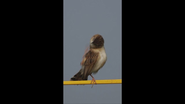 Zistensänger - ML646889993