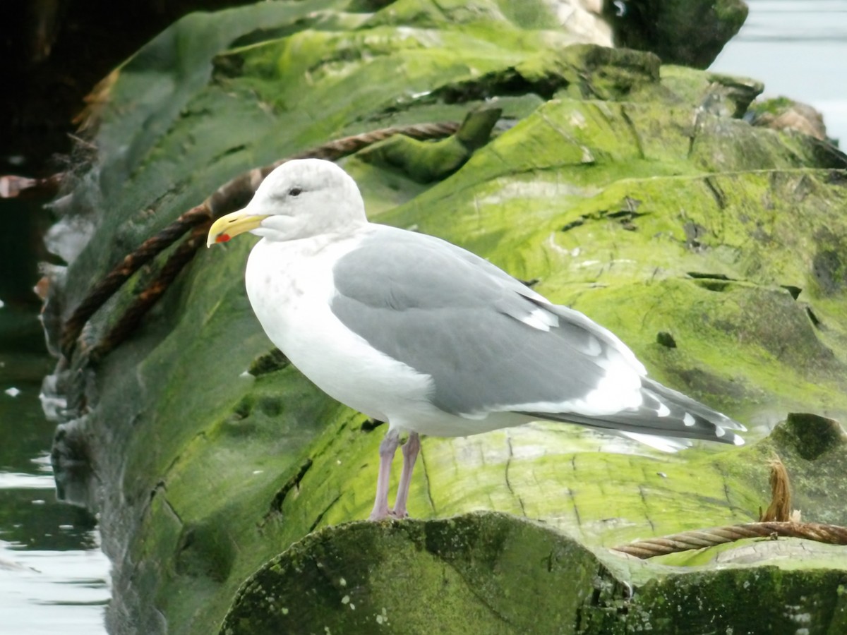 Glaucous-winged Gull - ML646889994