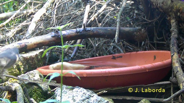 Средиземноморская славка - ML646889995