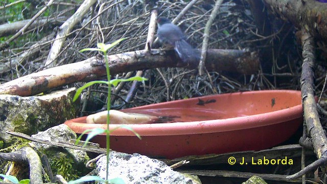 Sardinian Warbler - ML646889996