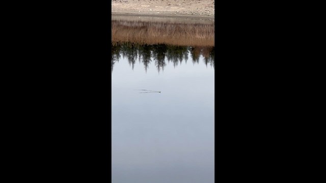 Zwergtaucher - ML646890001