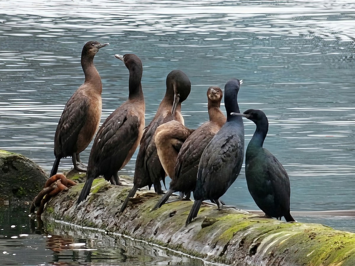 Brandt's Cormorant - ML646890004