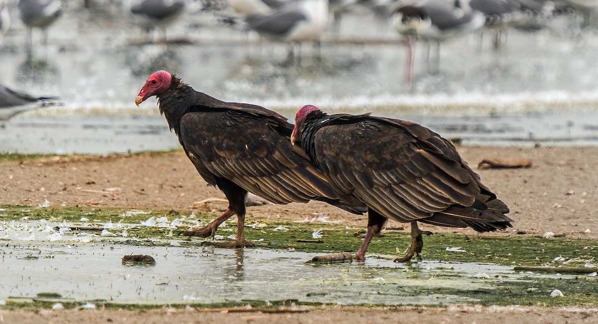 kalkunkondor (jota) - ML646890005