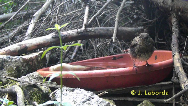 Rotkehlchen - ML646890006