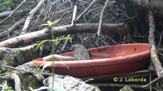 Rotkehlchen - ML646890007