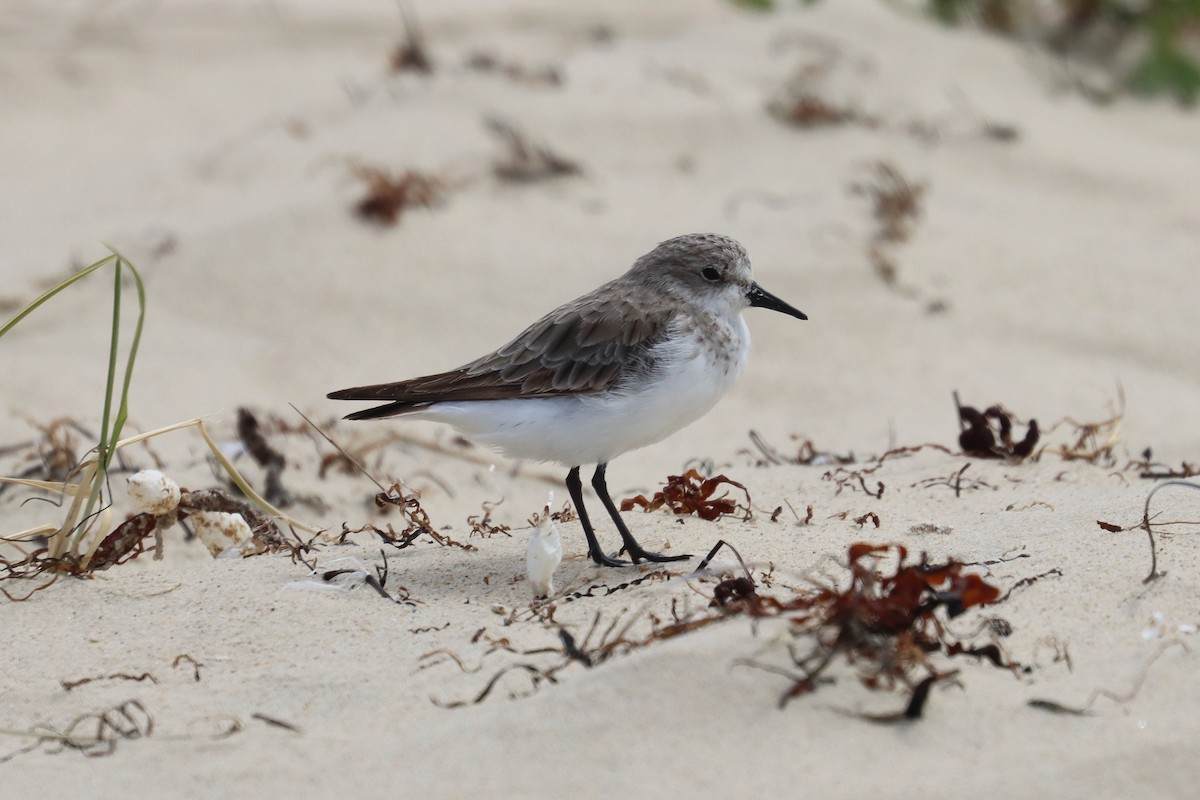 rødstrupesnipe - ML646890008