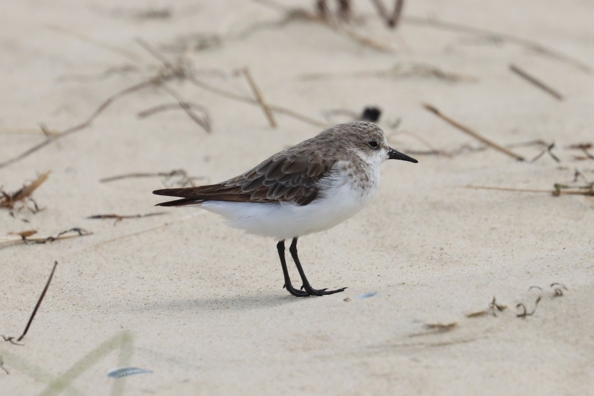 Rotkehl-Strandläufer - ML646890009
