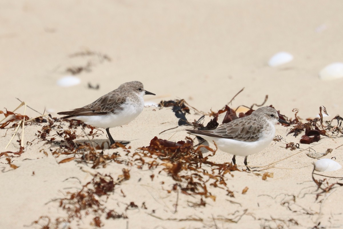 rødstrupesnipe - ML646890010