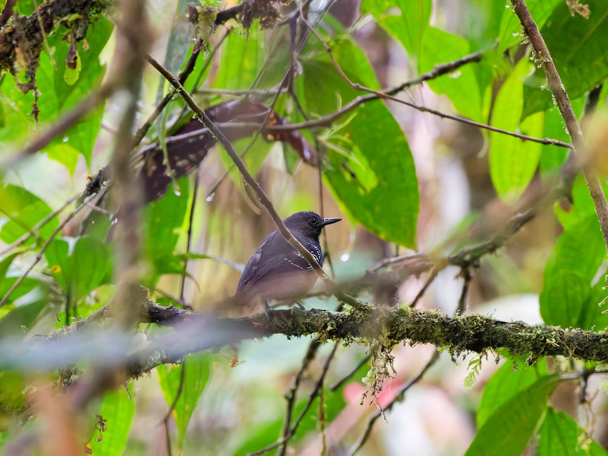 skifermaursmett - ML646890011