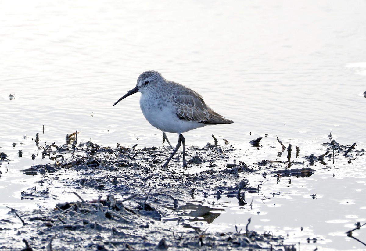 Sichelstrandläufer - ML646890012