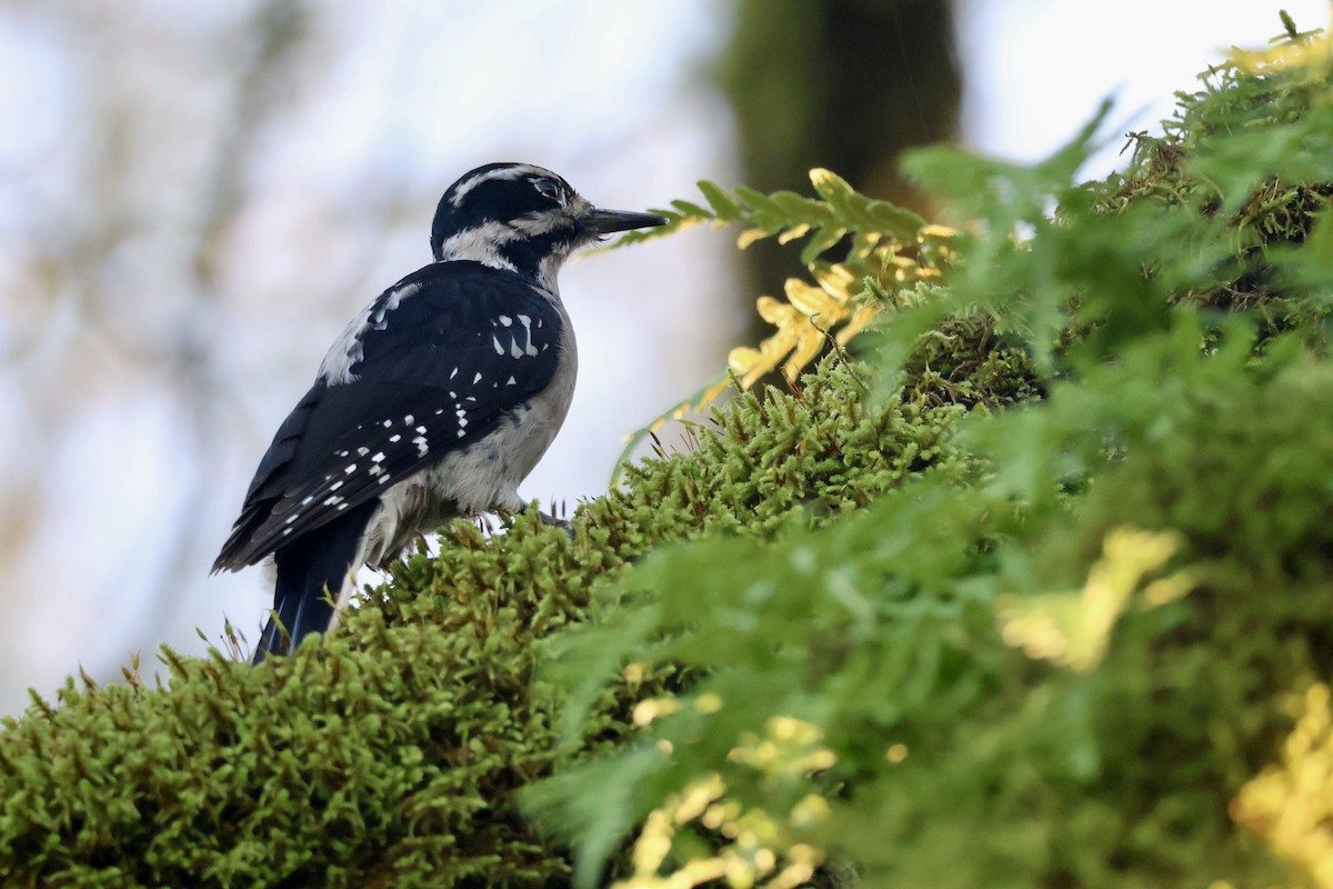 Haarspecht - ML646890014