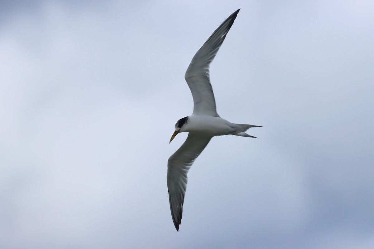 Eilseeschwalbe - ML646890015