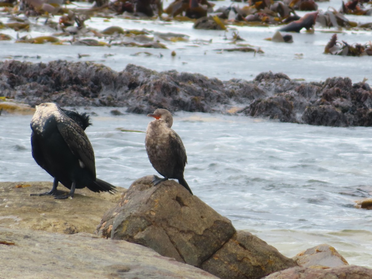 Kronenscharbe - ML646890016