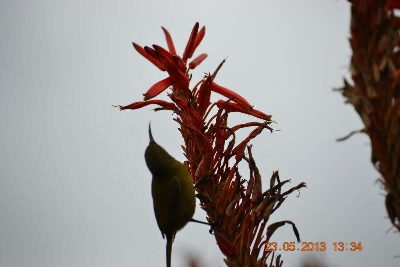 Kapnektarvogel - ML646890020