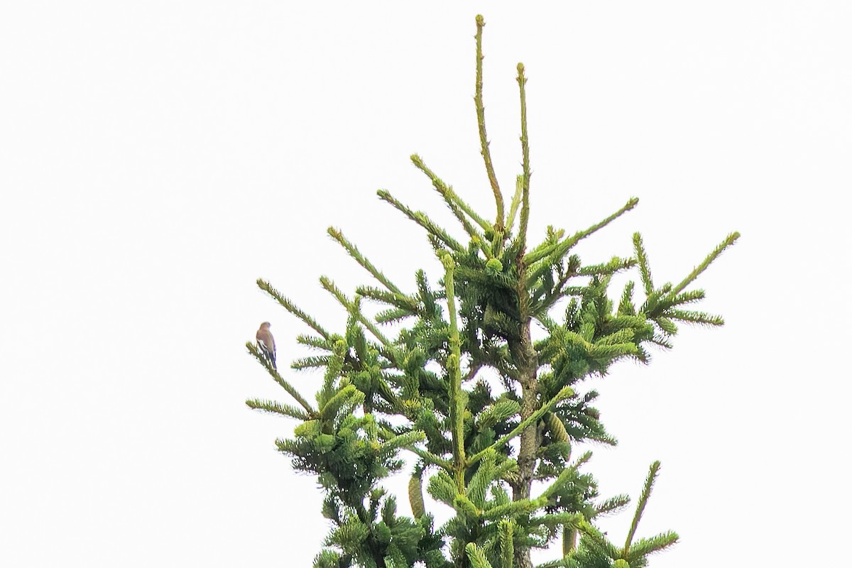 Gobemouche noir - ML646890021