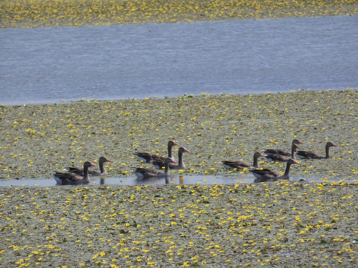 Graugans - ML646890023