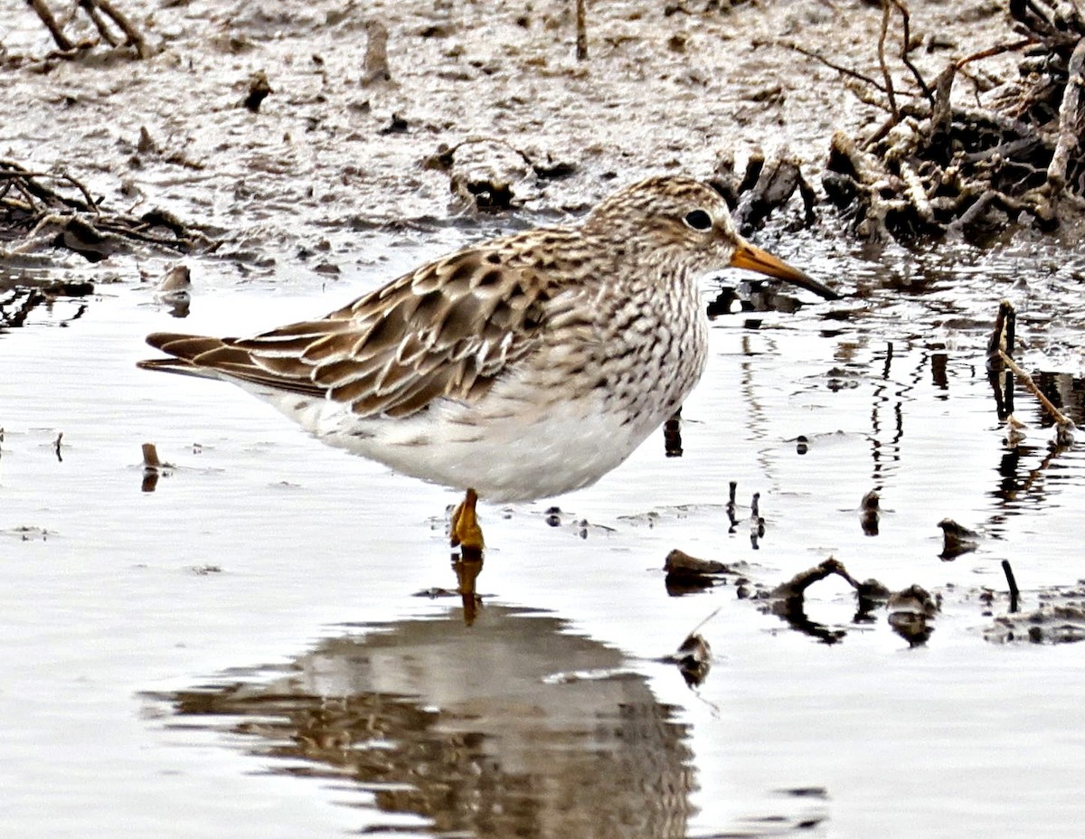 Graubrust-Strandläufer - ML646890024