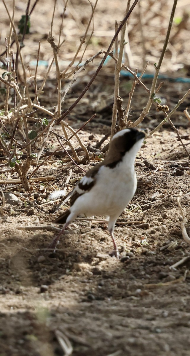 Weißbrauenweber - ML646890025