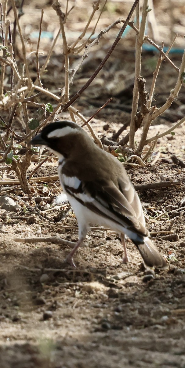 Weißbrauenweber - ML646890026