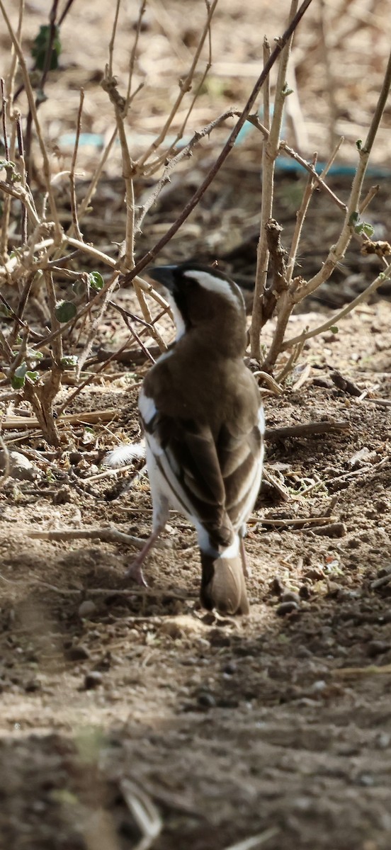 Weißbrauenweber - ML646890027