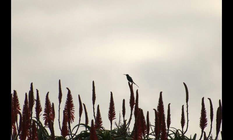 Kapnektarvogel - ML646890028