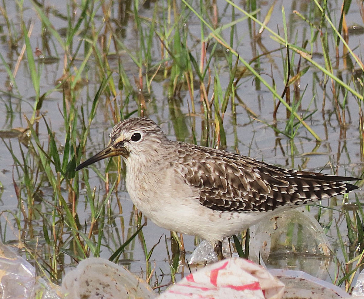 Bruchwasserläufer - ML646890029