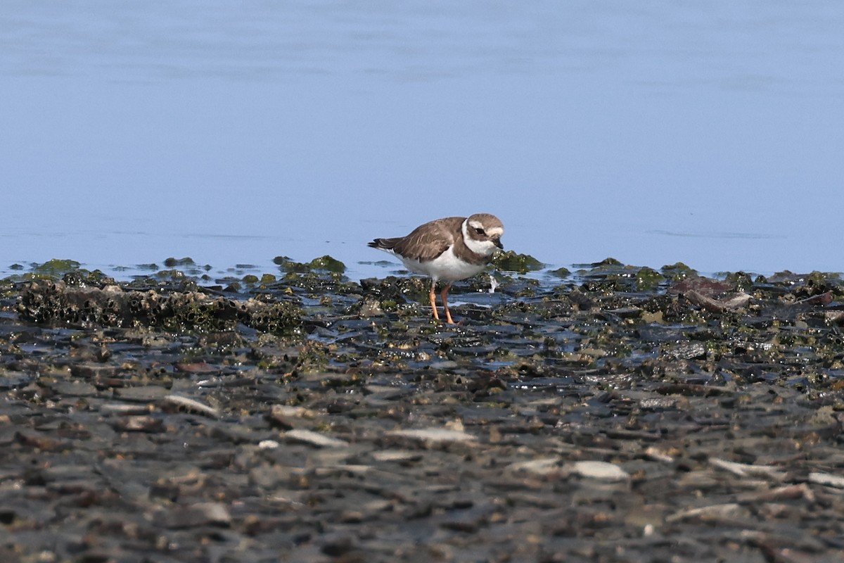 Sandregenpfeifer - ML646890030