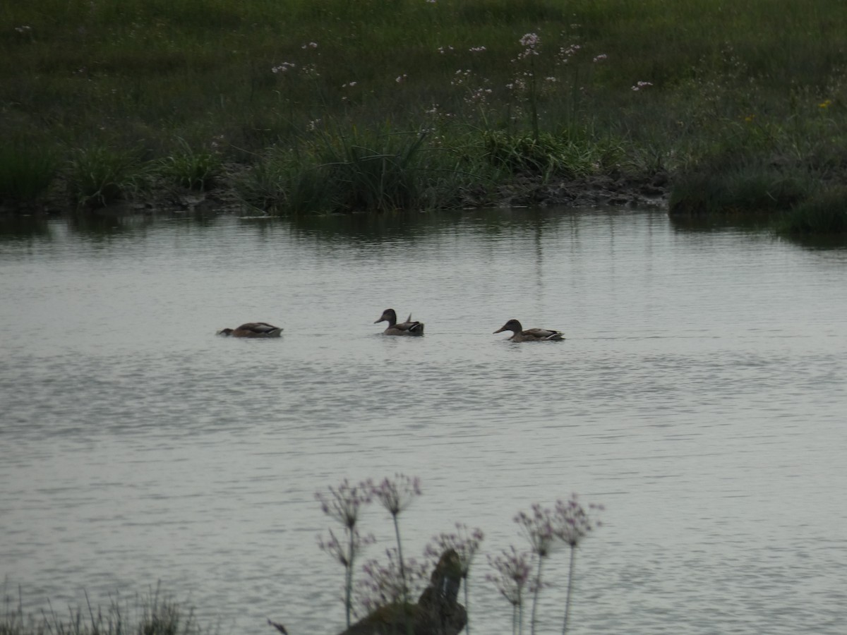 Löffelente - ML646890031