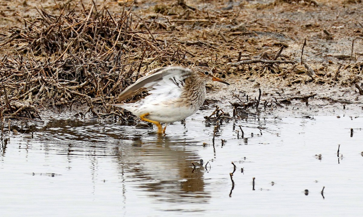 Graubrust-Strandläufer - ML646890032