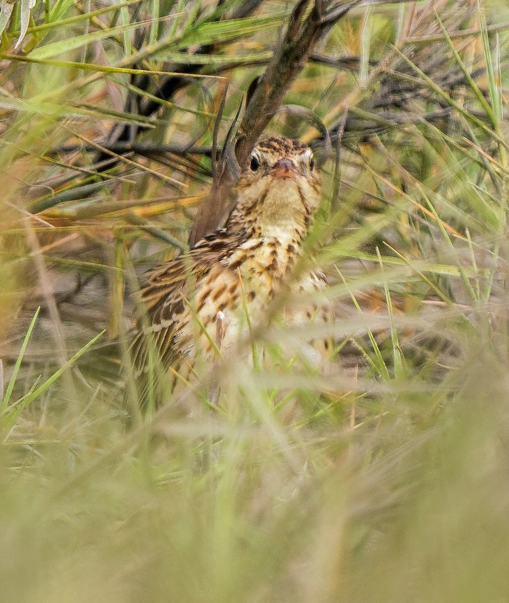 Perupieper - ML646890033