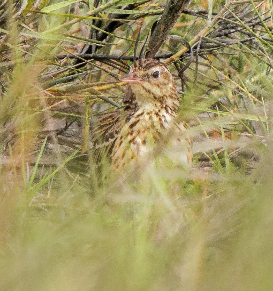 Perupieper - ML646890034