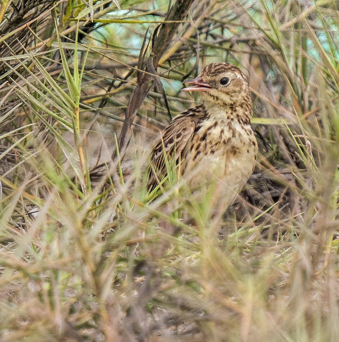 Perupieper - ML646890035