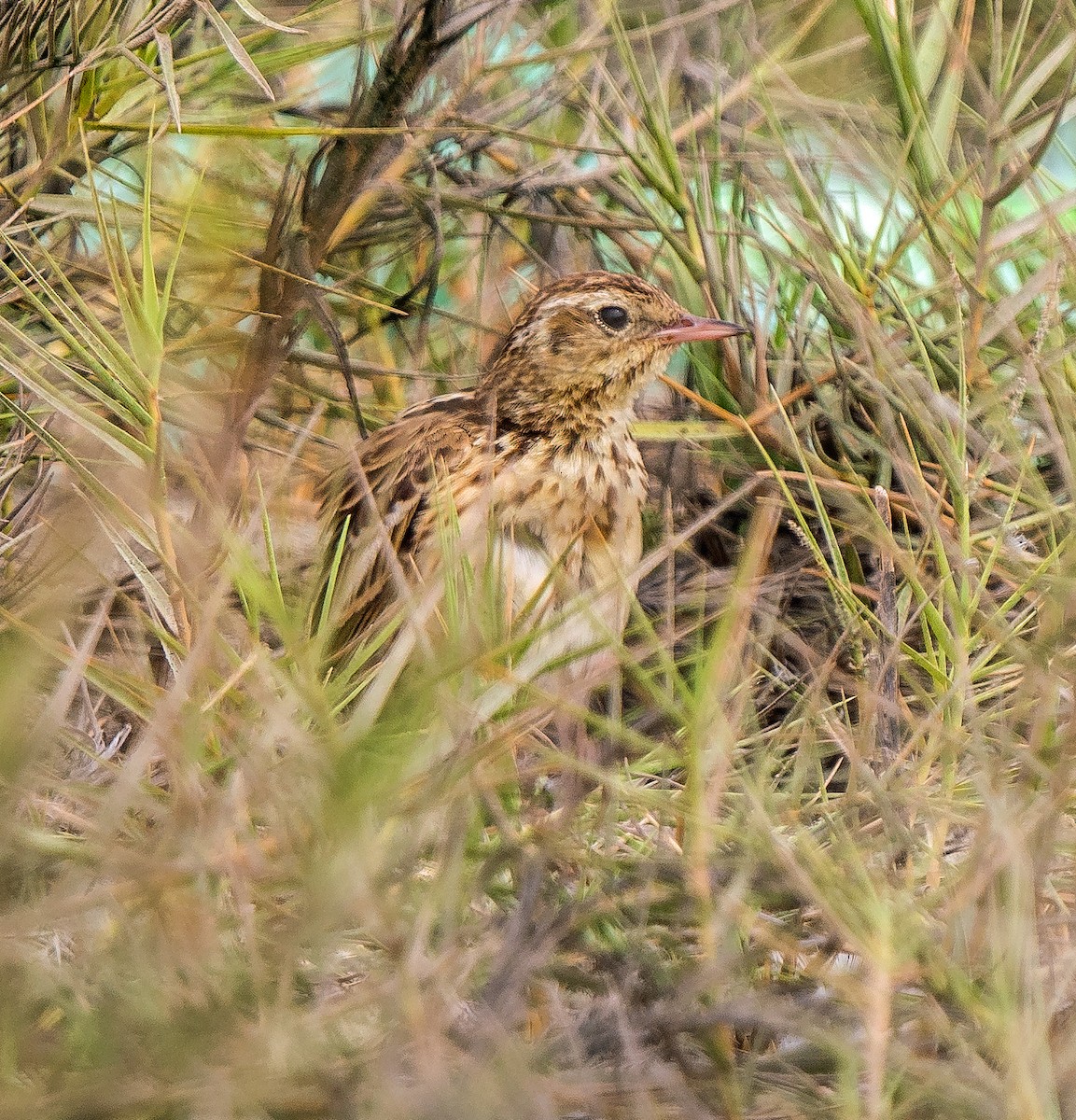 Perupieper - ML646890036