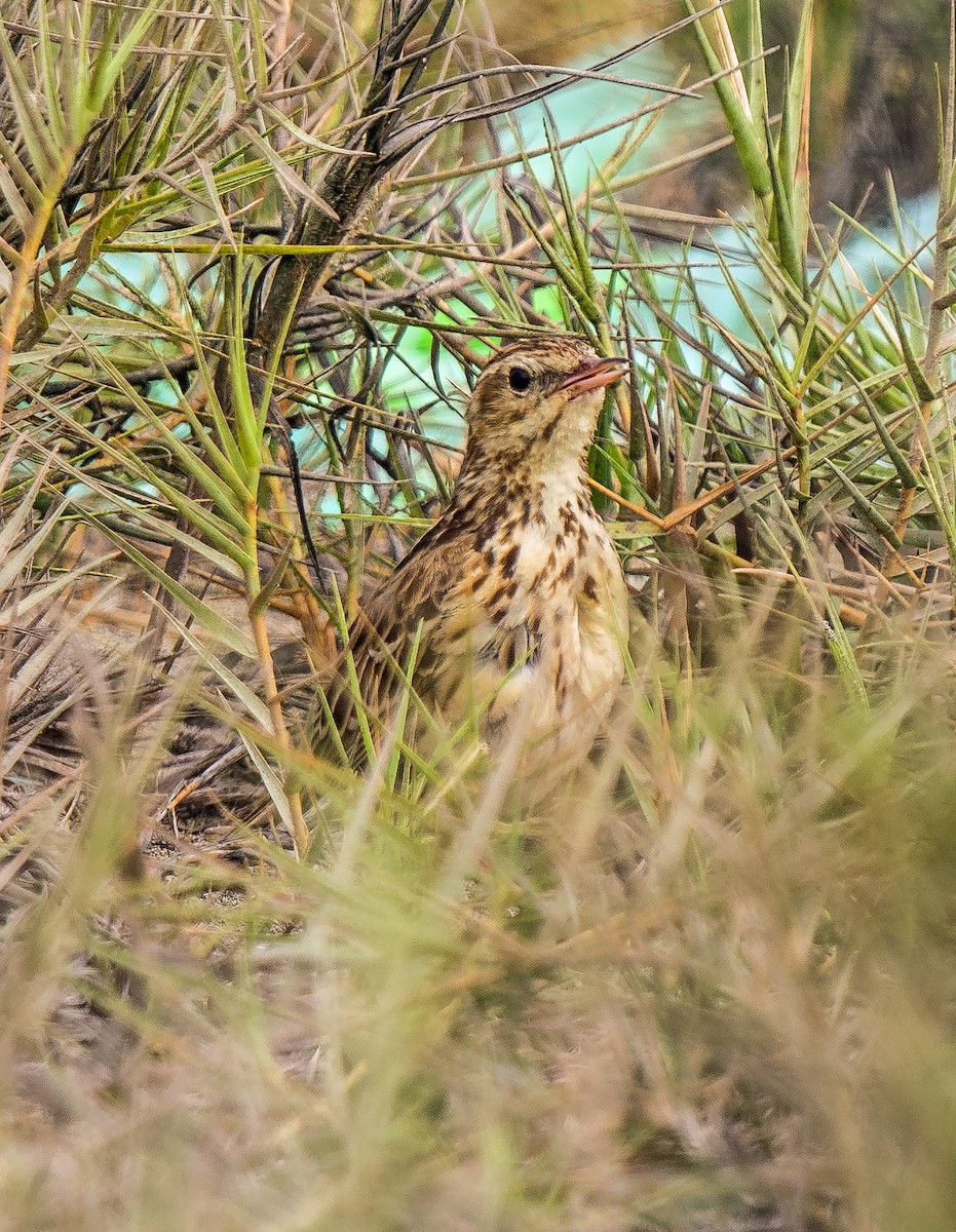 Perupieper - ML646890037