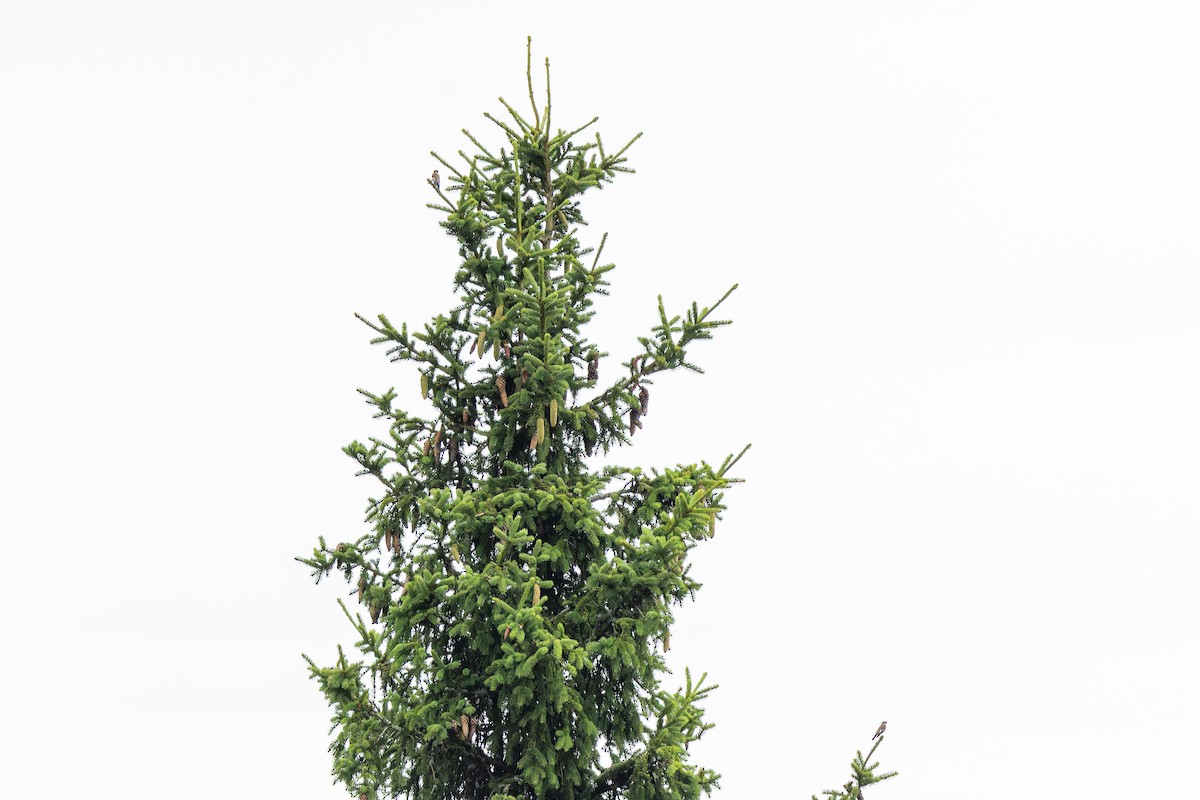 Gobemouche noir - ML646890038