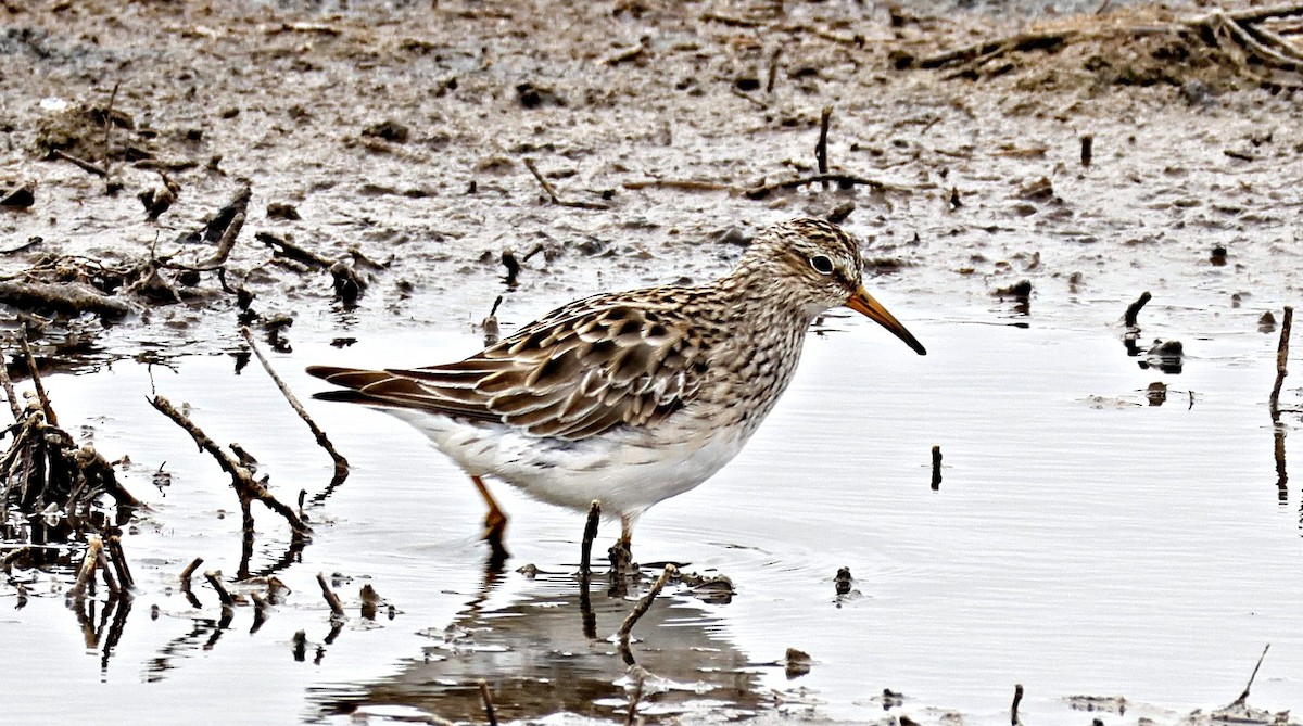 Graubrust-Strandläufer - ML646890039