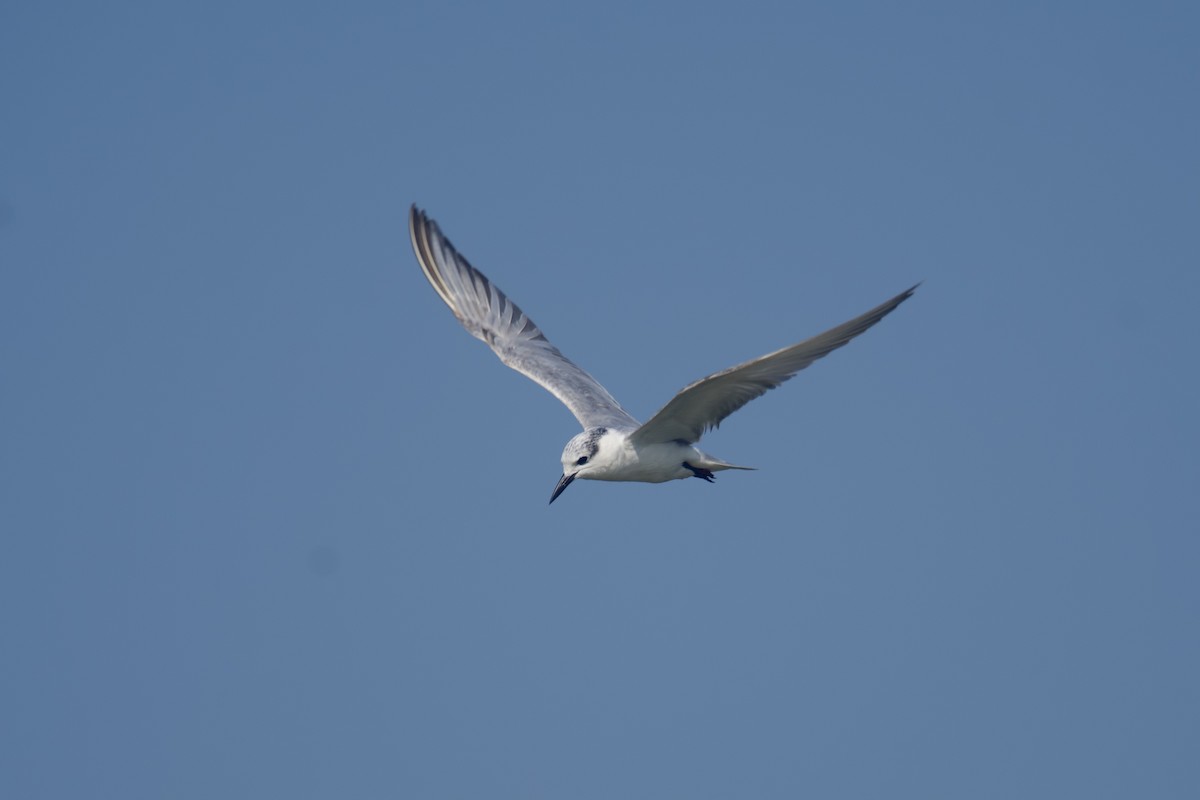 Lachseeschwalbe - ML646890040