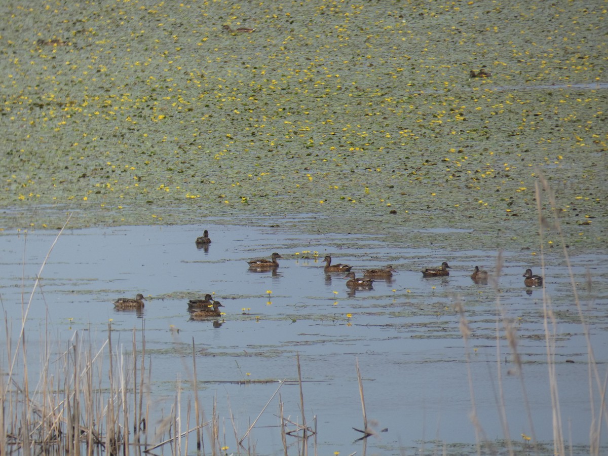 Серая утка - ML646890041