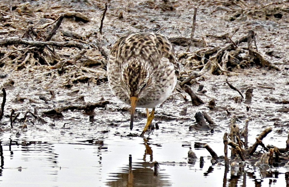 jespák skvrnitý - ML646890042