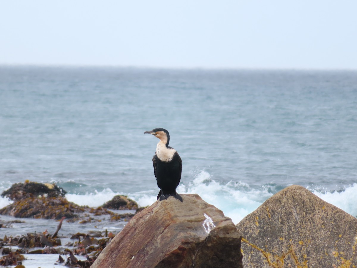 kormorán velký (ssp. lucidus) - ML646890043