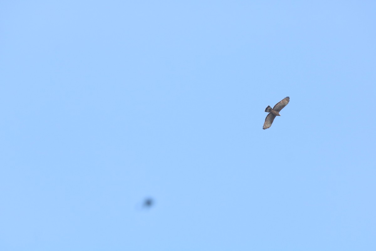 Хохлатый осоед - ML646890044