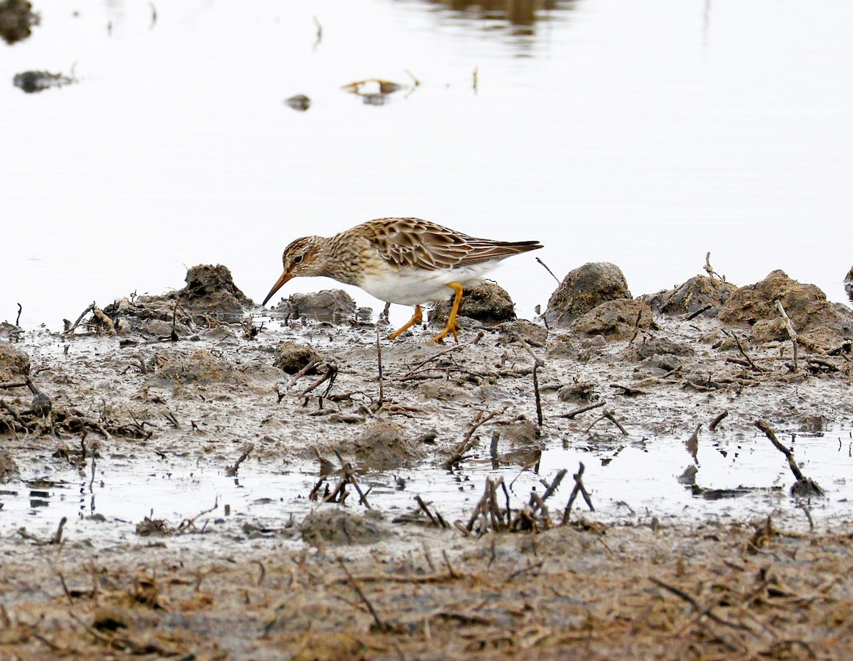 Дутыш - ML646890047